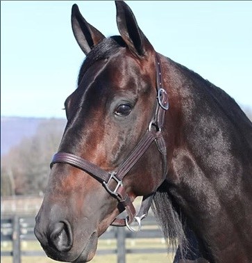 Back Of The Neck, bay stallion, head study