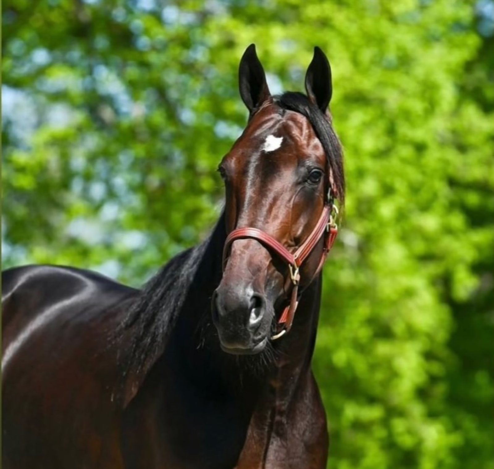 The Locomotive, bay stallion, head-on portrait